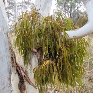 Amyema pendula subsp. pendula at Gundary, NSW - 15 May 2023