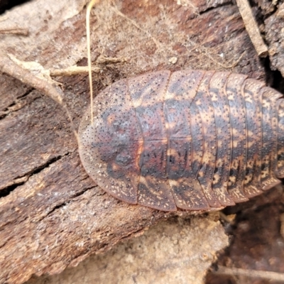 Laxta sp. (genus) (Bark cockroach) at Pomaderris Nature Reserve - 14 May 2023 by trevorpreston