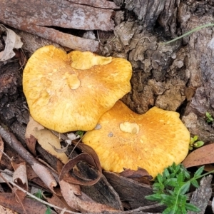 Gymnopilus sp. at Gundary, NSW - 15 May 2023