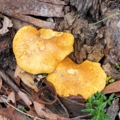Unidentified Cap on a stem; gills below cap [mushrooms or mushroom-like] at Gundary, NSW - 14 May 2023 by trevorpreston