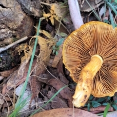 Gymnopilus sp. at Gundary, NSW - 15 May 2023