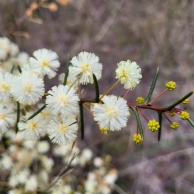Acacia genistifolia (Early Wattle) at Pomaderris Nature Reserve - 14 May 2023 by trevorpreston
