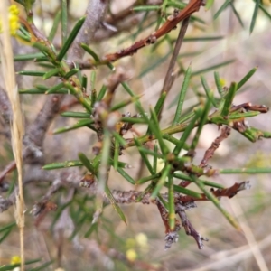 Acacia genistifolia at Gundary, NSW - 15 May 2023 09:32 AM