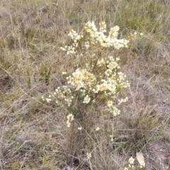 Acacia genistifolia at Gundary, NSW - 15 May 2023