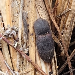 Agrypnus sp. (genus) (Rough click beetle) at Pomaderris Nature Reserve - 14 May 2023 by trevorpreston
