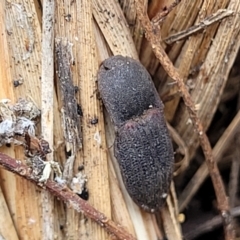 Agrypnus sp. (genus) at Gundary, NSW - 15 May 2023