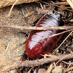 Unidentified Cockroach (Blattodea, several families) at Gundary, NSW - 14 May 2023 by trevorpreston