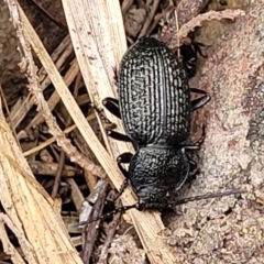 Adelium porcatum (Darkling Beetle) at Gundary, NSW - 15 May 2023 by trevorpreston