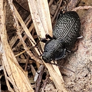 Adelium porcatum at Gundary, NSW - 15 May 2023 09:28 AM