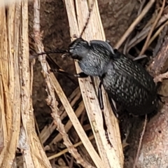 Adelium porcatum at Gundary, NSW - 15 May 2023 09:28 AM