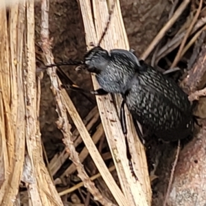 Adelium porcatum at Gundary, NSW - 15 May 2023