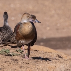 Dendrocygna eytoni (Plumed Whistling-Duck) at QPRC LGA - 15 May 2023 by rawshorty