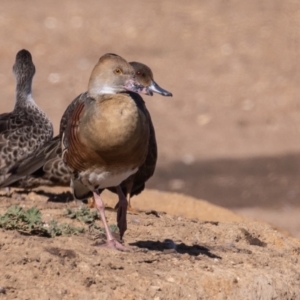 Dendrocygna eytoni at Bungendore, NSW - 15 May 2023