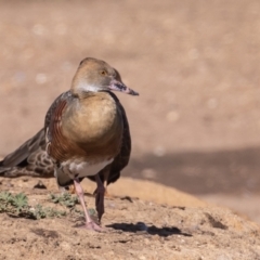 Dendrocygna eytoni at Bungendore, NSW - 15 May 2023