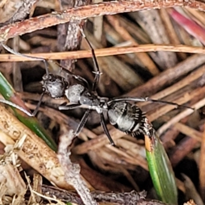Camponotus aeneopilosus (A Golden-tailed sugar ant) at Pomaderris Nature Reserve - 14 May 2023 by trevorpreston