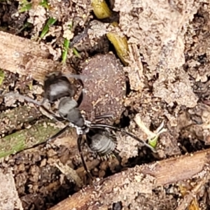 Camponotus aeneopilosus at Gundary, NSW - 15 May 2023