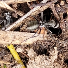 Camponotus sp. (genus) at Gundary, NSW - 15 May 2023 09:27 AM