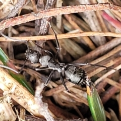 Camponotus sp. (genus) at Gundary, NSW - 15 May 2023 09:27 AM