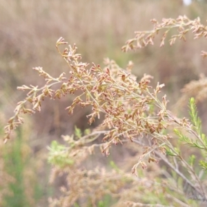 Cassinia sifton at Gundary, NSW - 15 May 2023