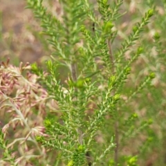 Cassinia sifton at Gundary, NSW - 15 May 2023