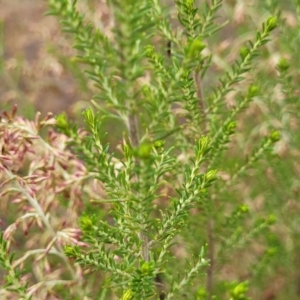 Cassinia sifton at Gundary, NSW - 15 May 2023 09:23 AM