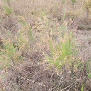 Cassinia sifton at Gundary, NSW - 15 May 2023