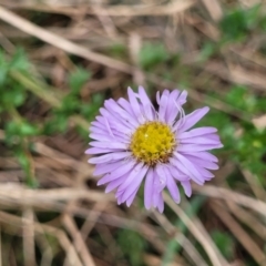 Calotis cuneifolia (Purple Burr-daisy) at Pomaderris Nature Reserve - 14 May 2023 by trevorpreston
