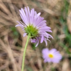 Calotis cuneifolia at Gundary, NSW - 15 May 2023