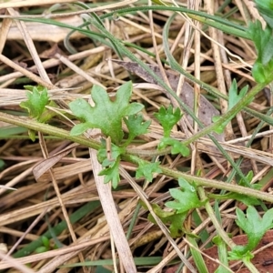 Calotis cuneifolia at Gundary, NSW - 15 May 2023