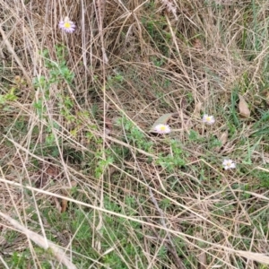 Calotis cuneifolia at Gundary, NSW - 15 May 2023