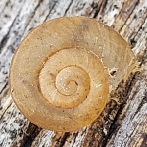 Pommerhelix sp. (genus) at Bungonia, NSW - 15 May 2023