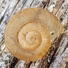 Pommerhelix sp. (genus) (A land snail) at Bungonia, NSW - 15 May 2023 by trevorpreston