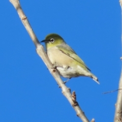 Zosterops lateralis (Silvereye) at Upper Stranger Pond - 14 May 2023 by RodDeb