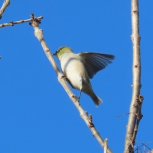 Zosterops lateralis at Isabella Plains, ACT - 14 May 2023