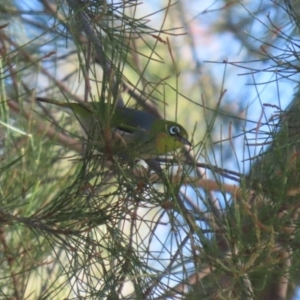 Zosterops lateralis at Isabella Plains, ACT - 14 May 2023 02:32 PM