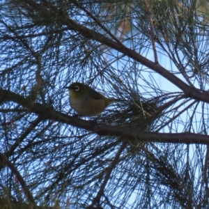 Zosterops lateralis at Isabella Plains, ACT - 14 May 2023 02:32 PM