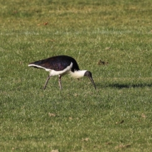 Threskiornis spinicollis at Isabella Plains, ACT - 14 May 2023