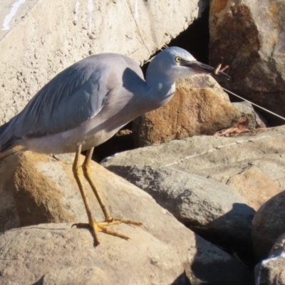 Egretta novaehollandiae (White-faced Heron) at Upper Stranger Pond - 14 May 2023 by RodDeb