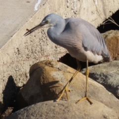 Egretta novaehollandiae at Isabella Plains, ACT - 14 May 2023