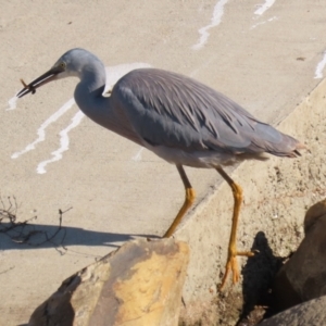 Egretta novaehollandiae at Isabella Plains, ACT - 14 May 2023