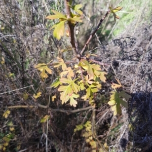 Crataegus monogyna at Watson, ACT - 15 May 2023 10:36 AM