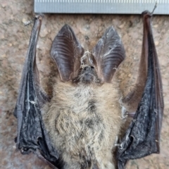 Nyctophilus sp. (genus) (A long-eared bat) at Termeil, NSW - 15 May 2023 by Syncarpia