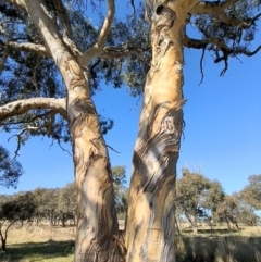 Eucalyptus blakelyi (Blakely's Red Gum) at Kambah, ACT - 15 May 2023 by HelenCross
