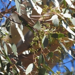 Eucalyptus blakelyi at Lions Youth Haven - Westwood Farm A.C.T. - 15 May 2023 12:43 PM