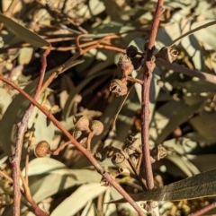 Eucalyptus blakelyi at Lions Youth Haven - Westwood Farm A.C.T. - 15 May 2023 12:43 PM