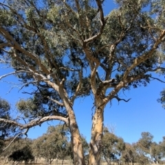 Eucalyptus blakelyi at Lions Youth Haven - Westwood Farm A.C.T. - 15 May 2023 12:43 PM