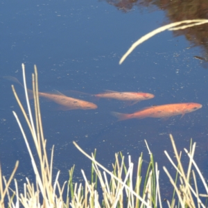 Carassius auratus at Kambah, ACT - 15 May 2023