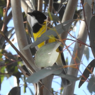 Pachycephala pectoralis (Golden Whistler) at Lions Youth Haven - Westwood Farm - 15 May 2023 by HelenCross