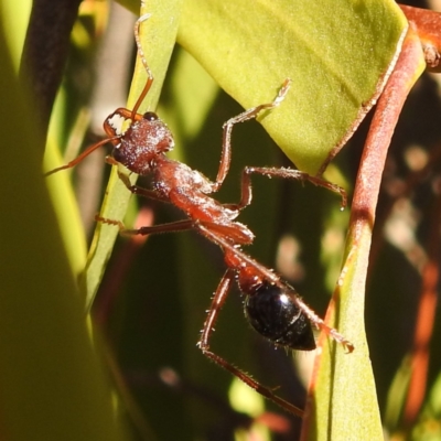 Myrmecia simillima (A Bull Ant) at Lions Youth Haven - Westwood Farm - 15 May 2023 by HelenCross