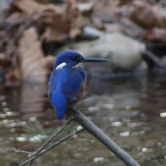 Ceyx azureus (Azure Kingfisher) at Paddys River, ACT - 15 May 2023 by RomanSoroka